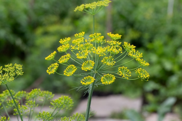 Fiore di finocchio aneto verde. sfondo verde con fiori di aneto