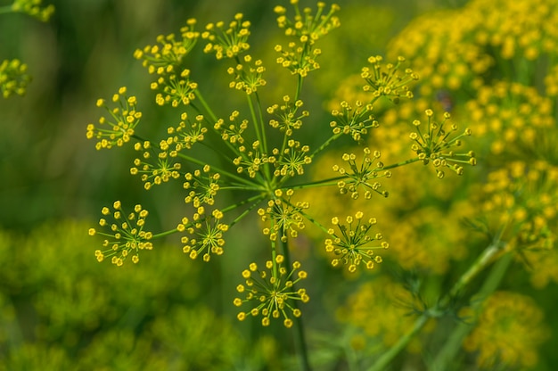 Il fiore di aneto verde cresce nel campo agricolo