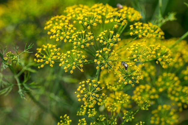 Il fiore di aneto verde cresce nel campo agricolo