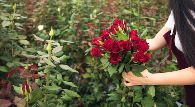 バラを摘む花の温室労働者