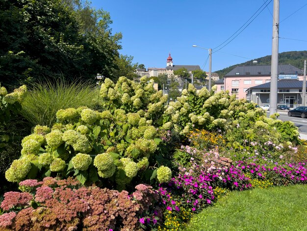 Flower grove at a crossroads in Salzburg