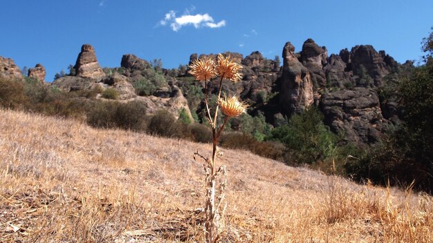 Foto un fiore che cresce sul campo contro il cielo