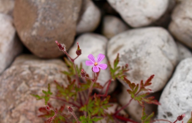 Photo flower growing from the cracks