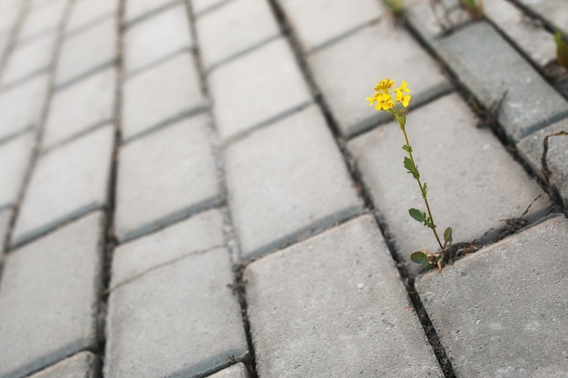 日没時に灰色の敷石を通して成長する花