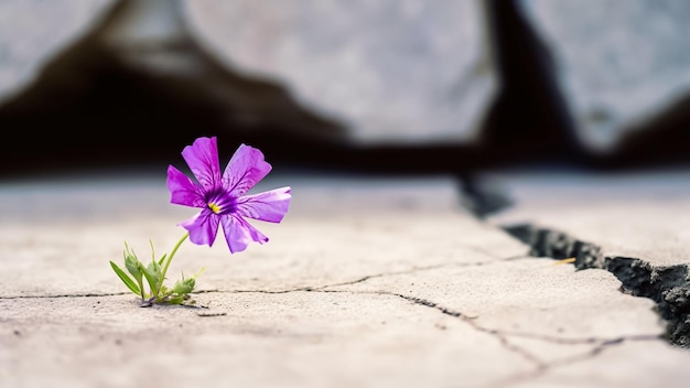 A flower grows in a crack in a concrete floor.