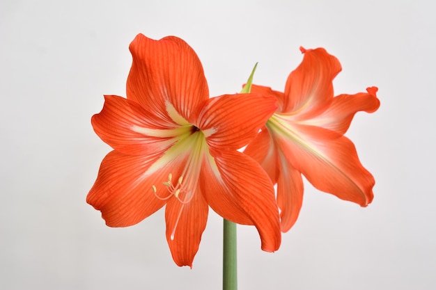 flower head of amaryllis with a green stem on white background macro