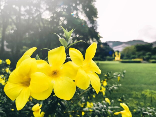 Flower head in ban wiang phan