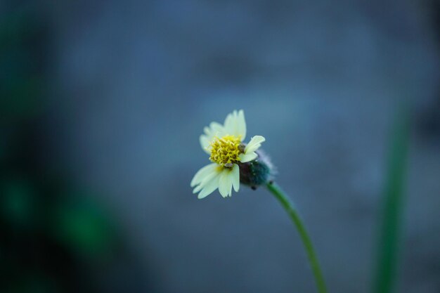 Flower head in bandung