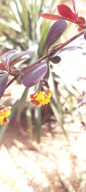 Flower head in baneh