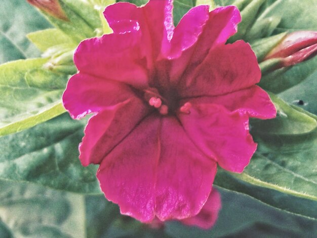 Flower head in carlisle