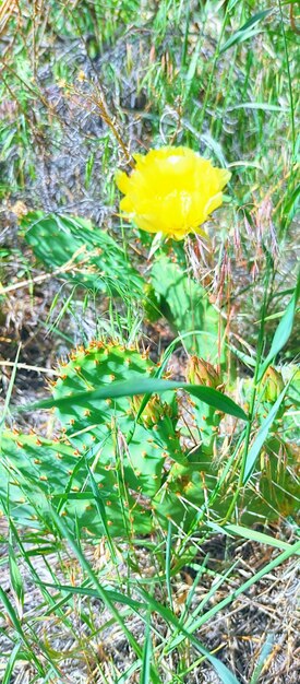 Flower head in denver