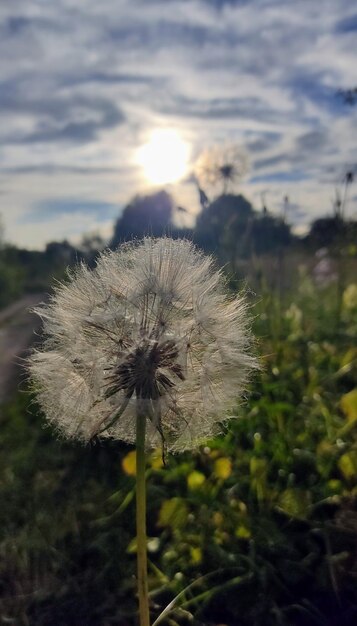 写真 カルバリアの花の頭