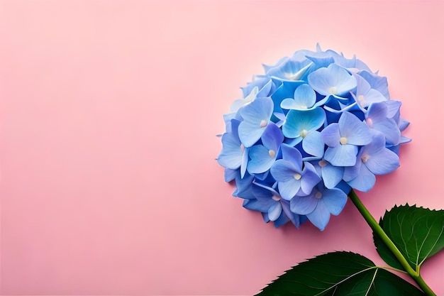 flower head isolated