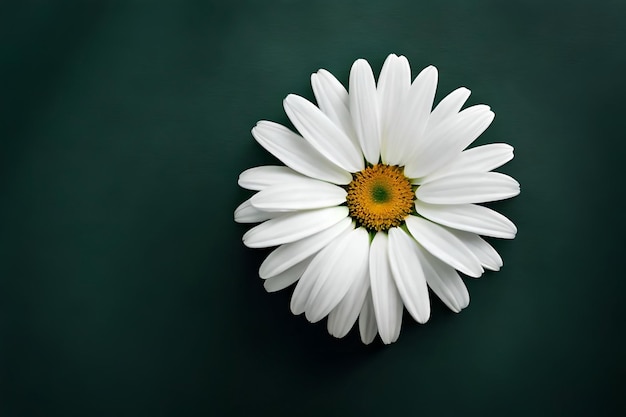 flower head isolated