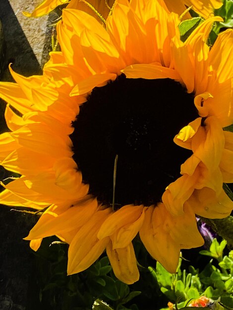 Flower head in keighley