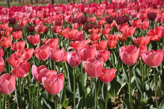 Flower head in liuhezhuang