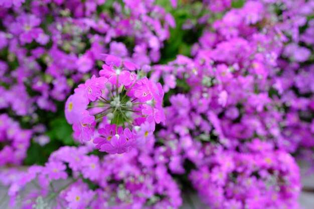 Flower head in meguro