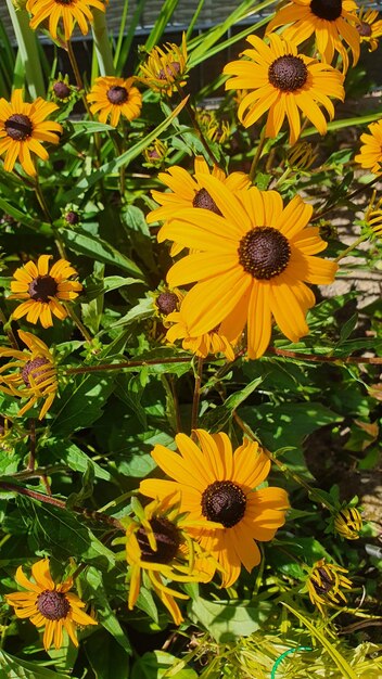 Flower head in niederkassel