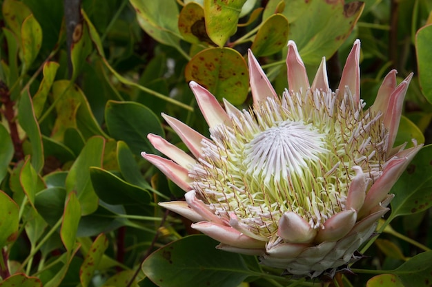 The flower of a the head of a protea against a green background on a sunny day photographed in maui