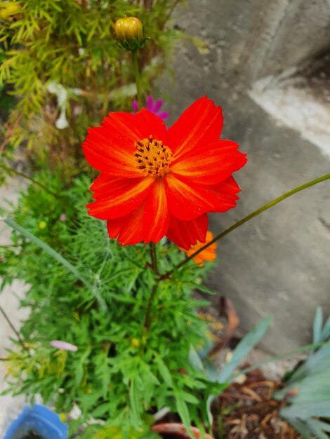 Flower head in simleu silvaniei