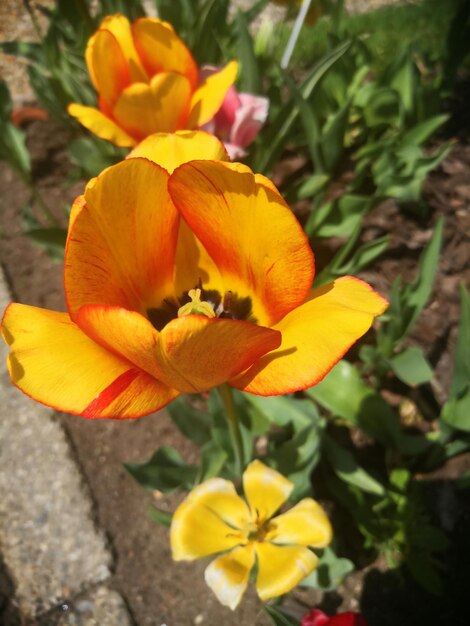 Flower head in zeltweg