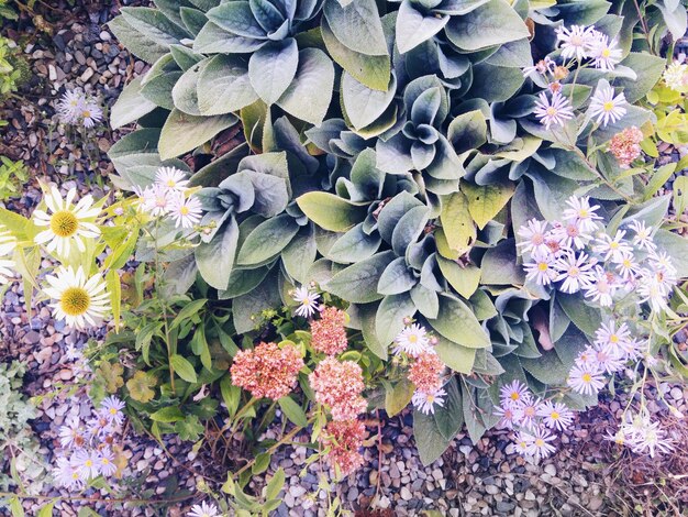 写真 花の頭