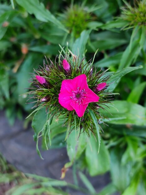 Flower head