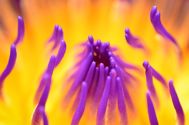 Flower head