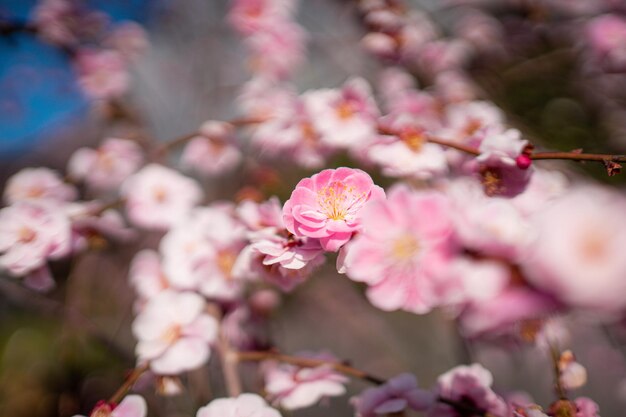 flower head