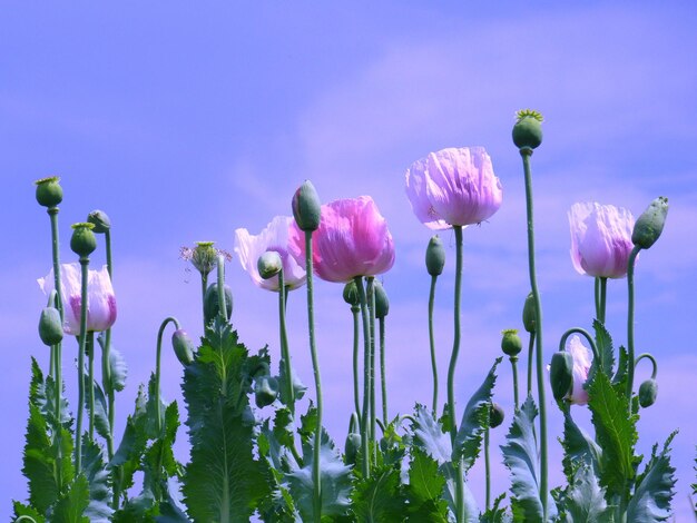 Flower head