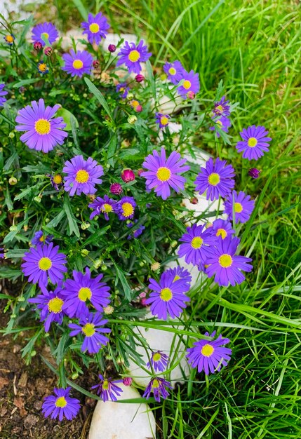 Flower head