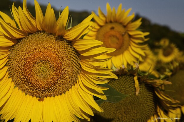 Flower head