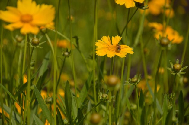 Flower head