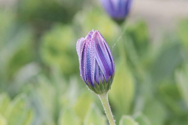 Flower head