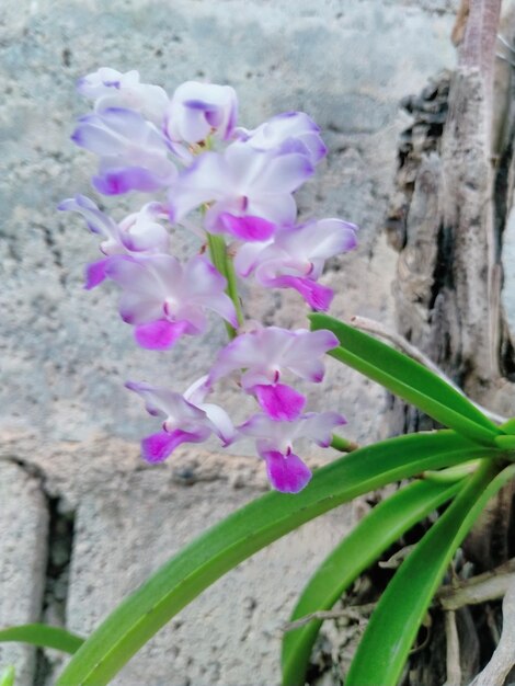 Flower head