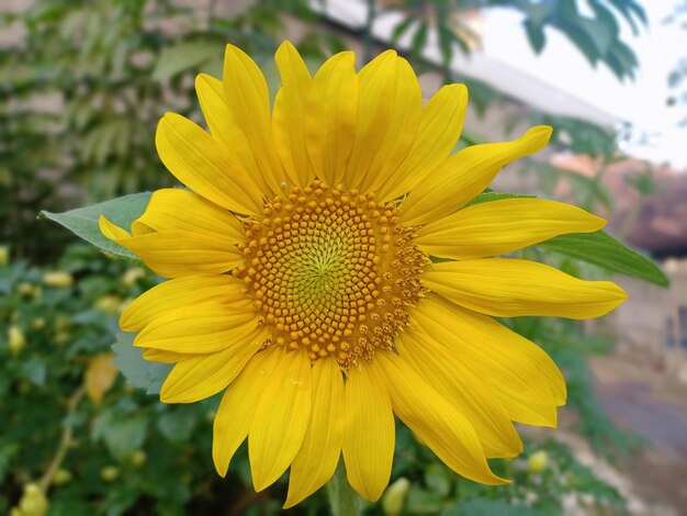 Flower head