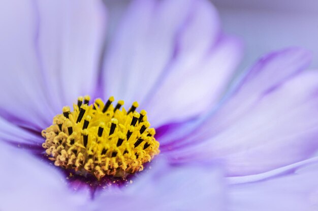 Flower head