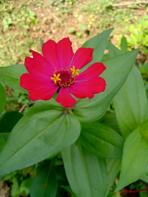 Flower head