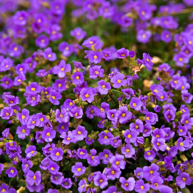 Flower head