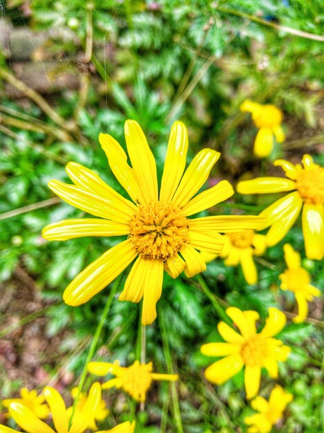 Flower head