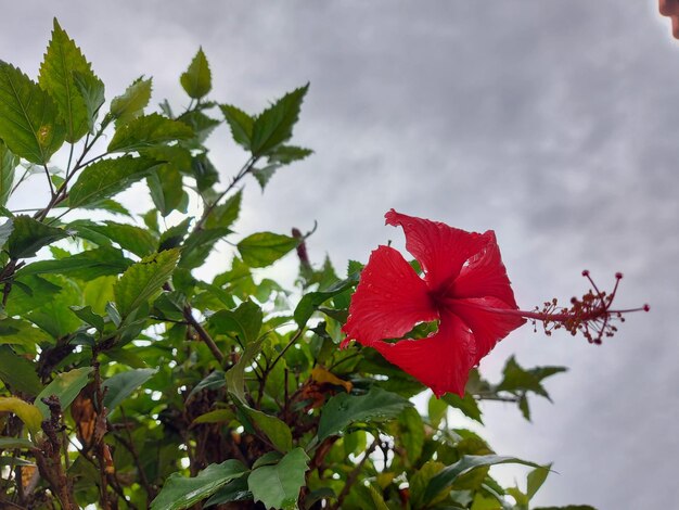 Flower head