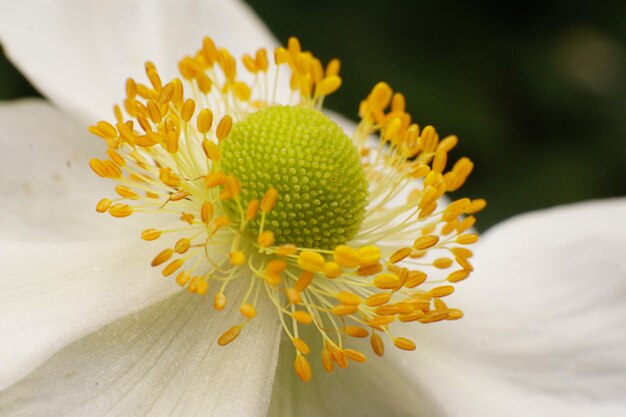 Flower head