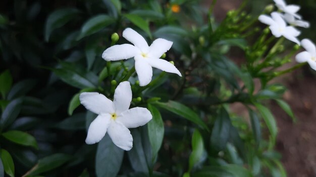 Flower head