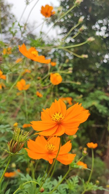 Flower head