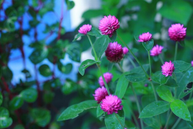 写真 花の頭