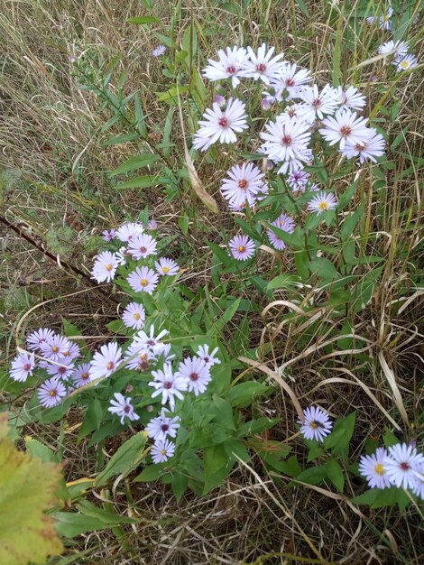 Foto testa di fiore