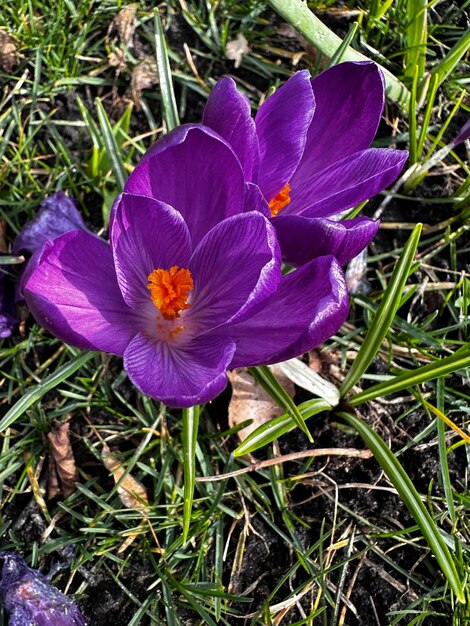 Flower head