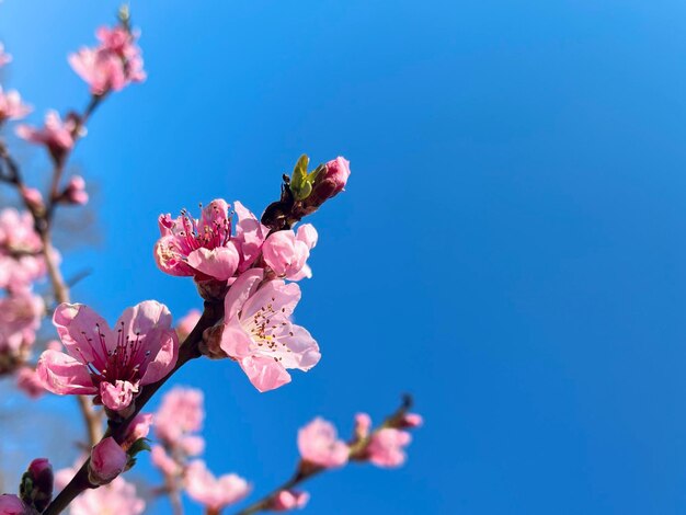 Flower head