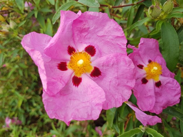 Flower head