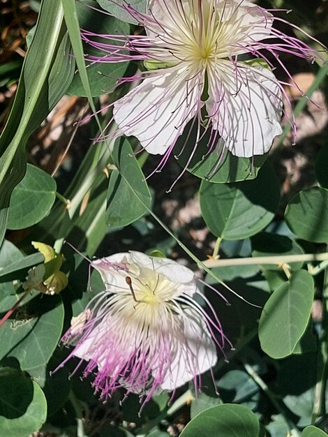 Flower head